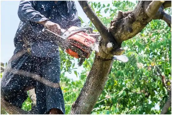 tree services Cheney